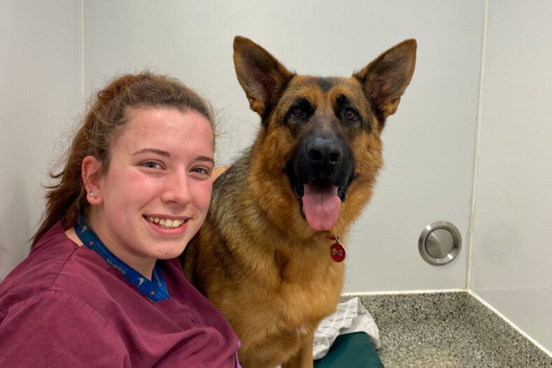Veterinary Auxiliary Emily with German Shepherd patient