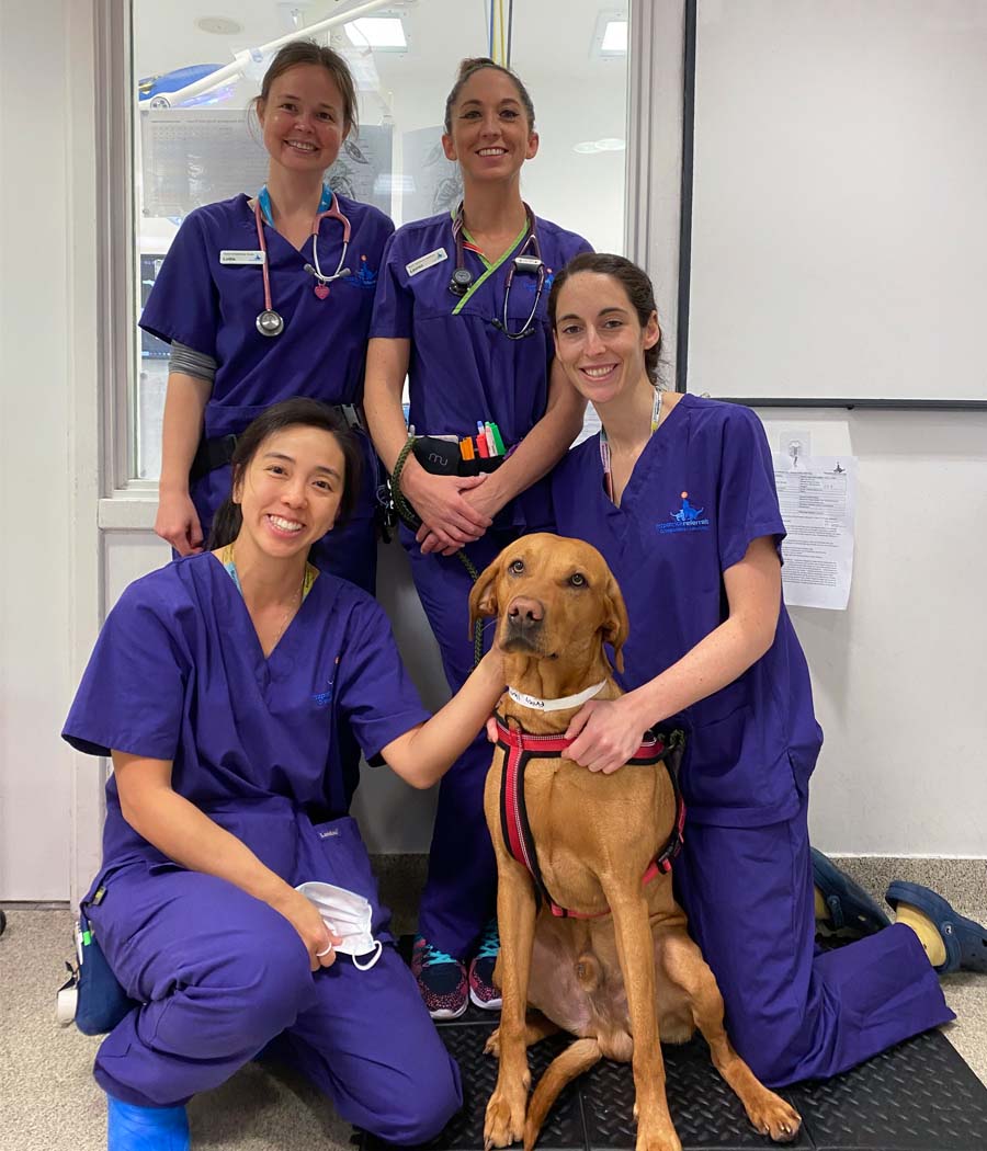 Veterinary Anaesthesia team with Hungarian Vizsla