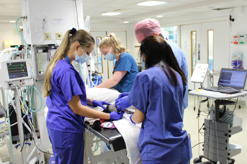 Duty vets in preparing patient for surgery