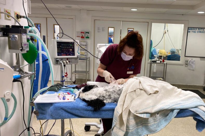 Auxiliary helping prepare a dog for surgery