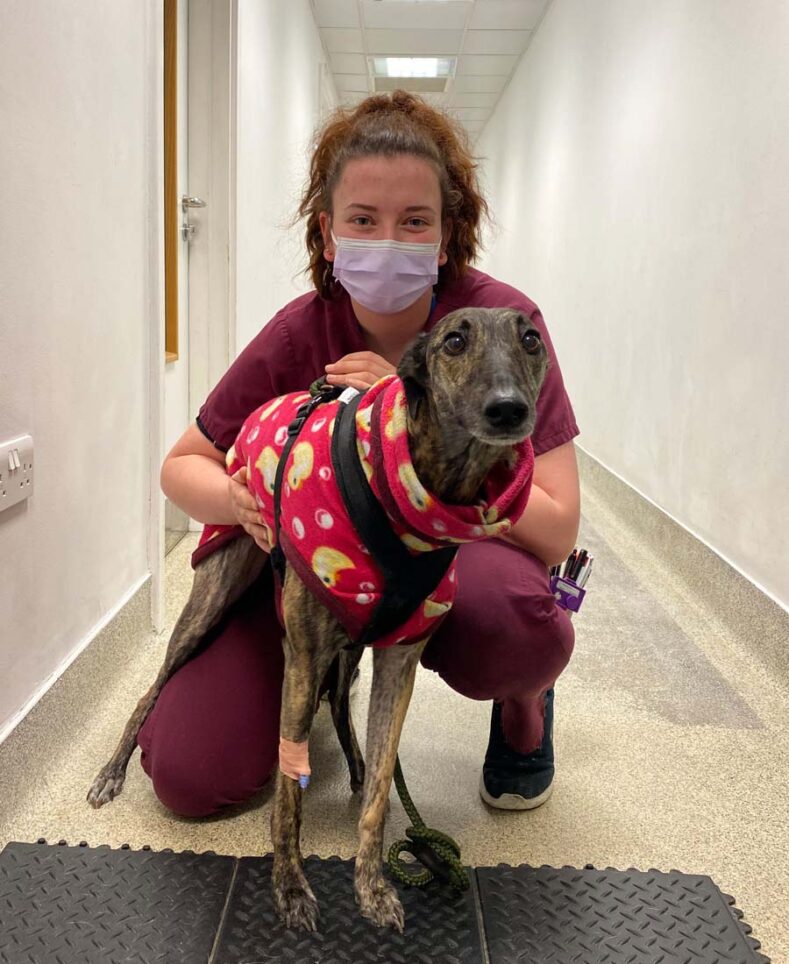 Veterinary Auxiliary with Lurcher patient