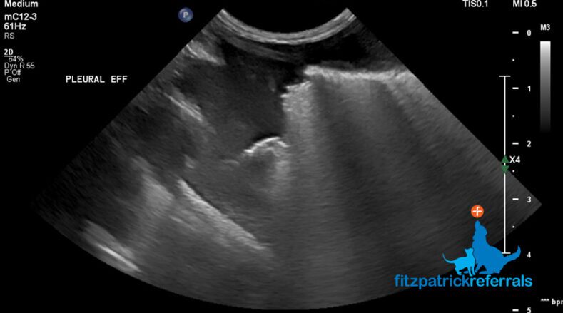 Ultrasound scan image feline infectious peritonitis