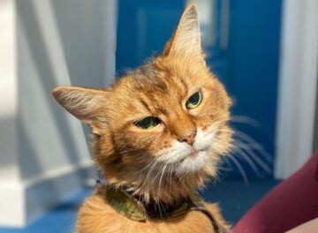 Headshot of Somali cat