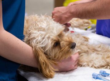 Cockapoo patient lying on table with nurse and vet by its side