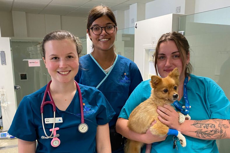 Ward veterinary nurses holding Pomeranian patient