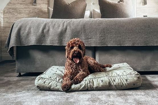 Poodle cross sitting on a dog bed in a hotel room