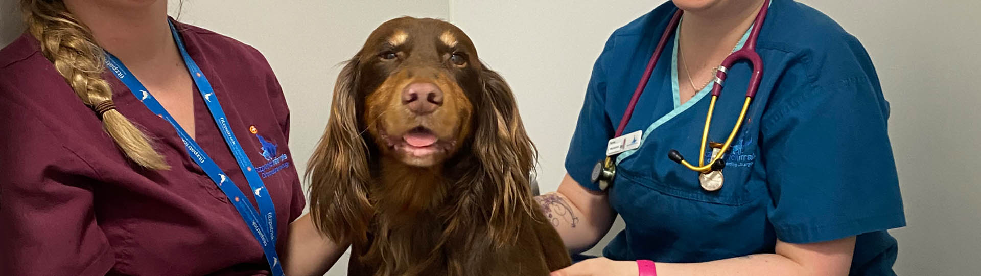 Cocker spaniel in wards with nurses