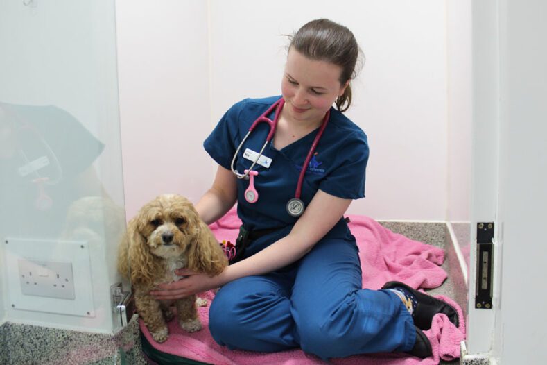Veterinary nurse sitting in kennel with a small dog