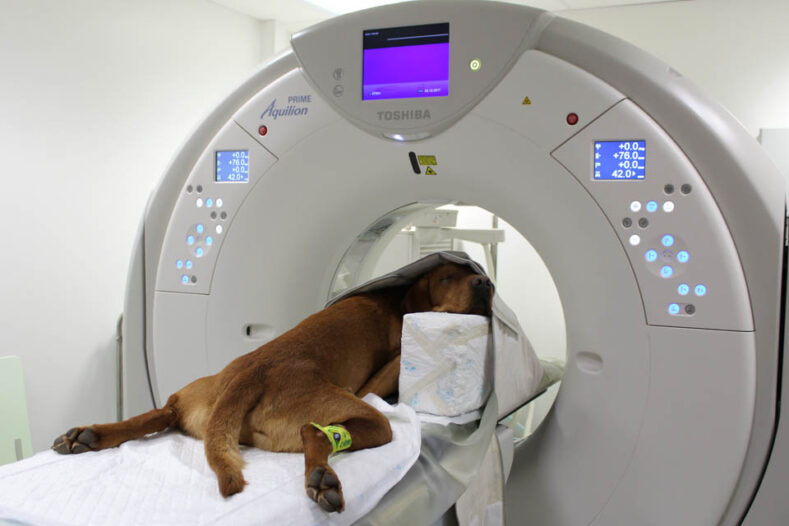 Fox red labrador in CT scanner