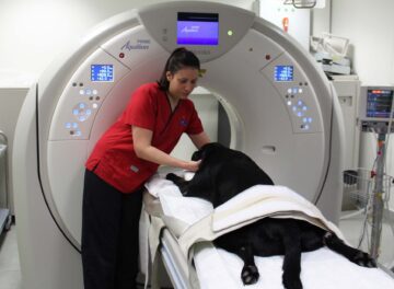 Radiographer positioning black labrador in CT scanner