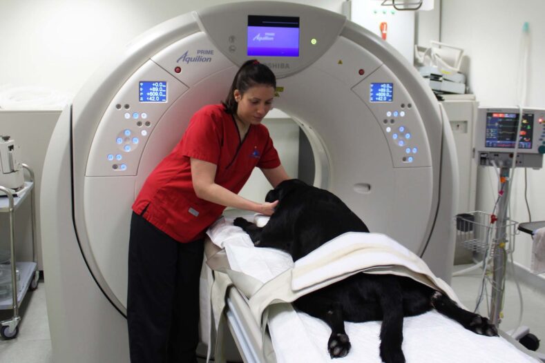 Radiographer positioning black labrador in CT scanner