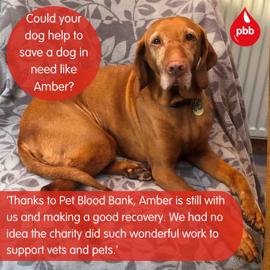 Red labrador sitting on chair