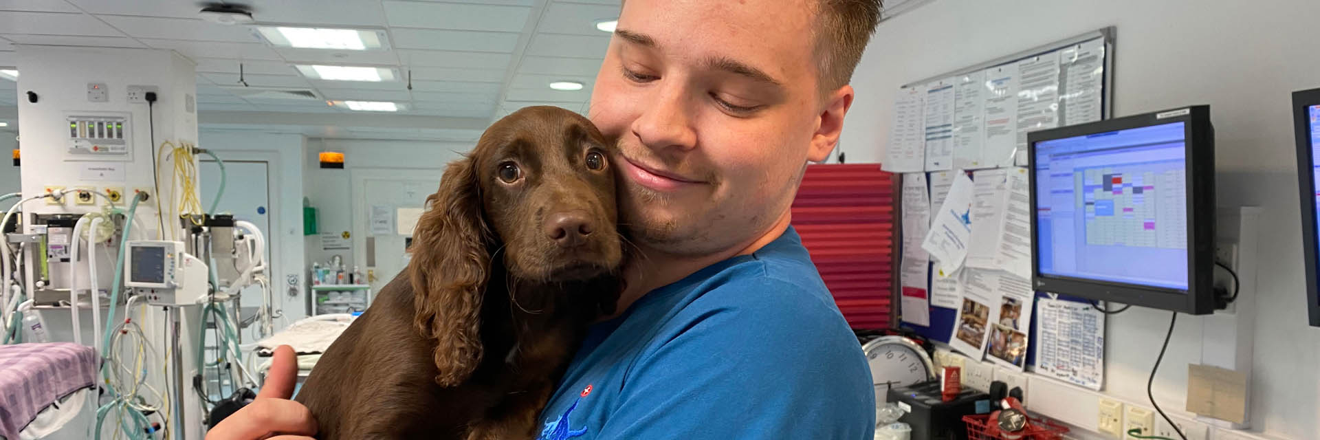 Cocker spaniel puppy being cuddled by veterinary nurse