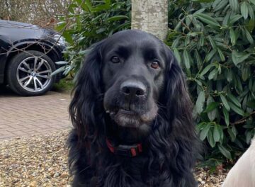 Close up of Flatcoat Retriever dog