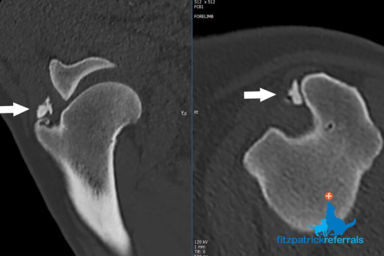 Two CT scans of dog's shoulder