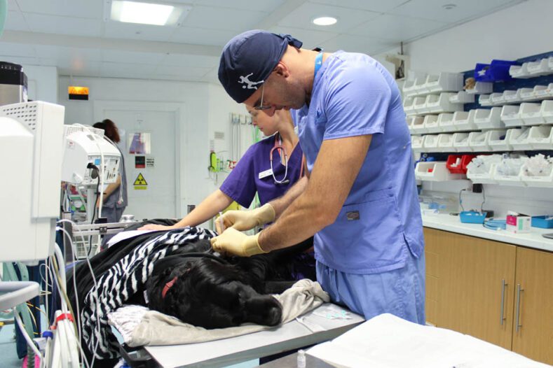 Dog lying sedated on a table being given an injection by a vet
