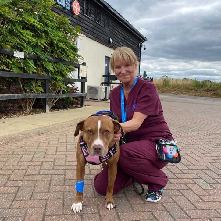 Veterinary care assistant walking a patient outside Fitzpatrick Referrals hospital