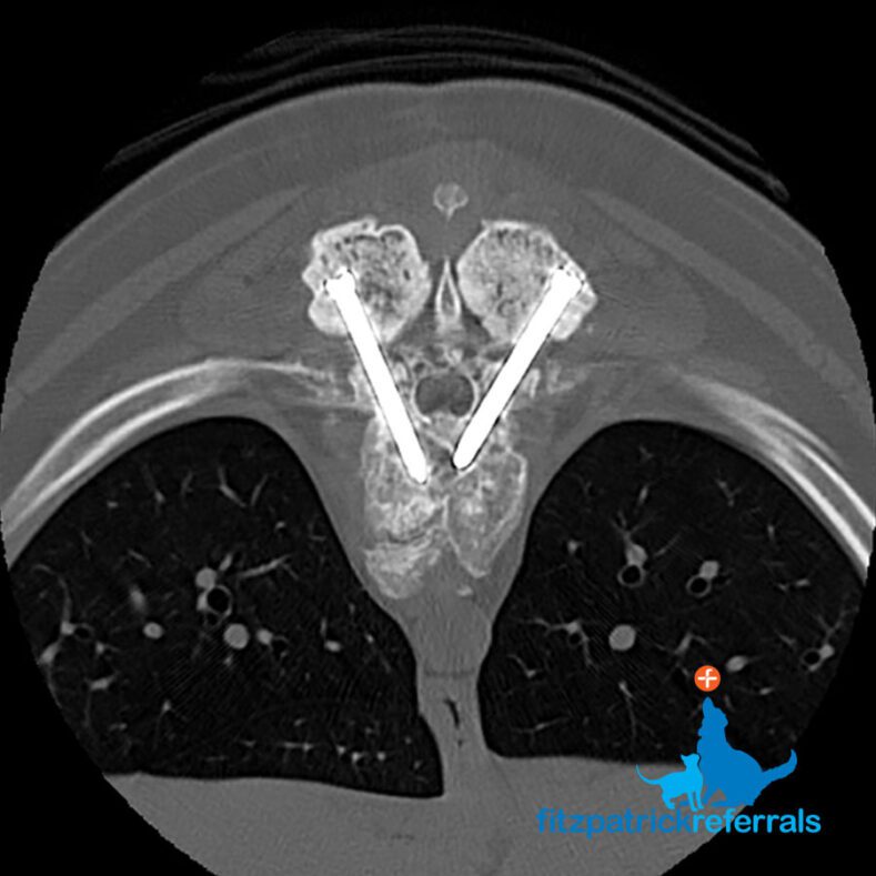 Postoperative CT scan of dog's spine showing pins stabilising the spine