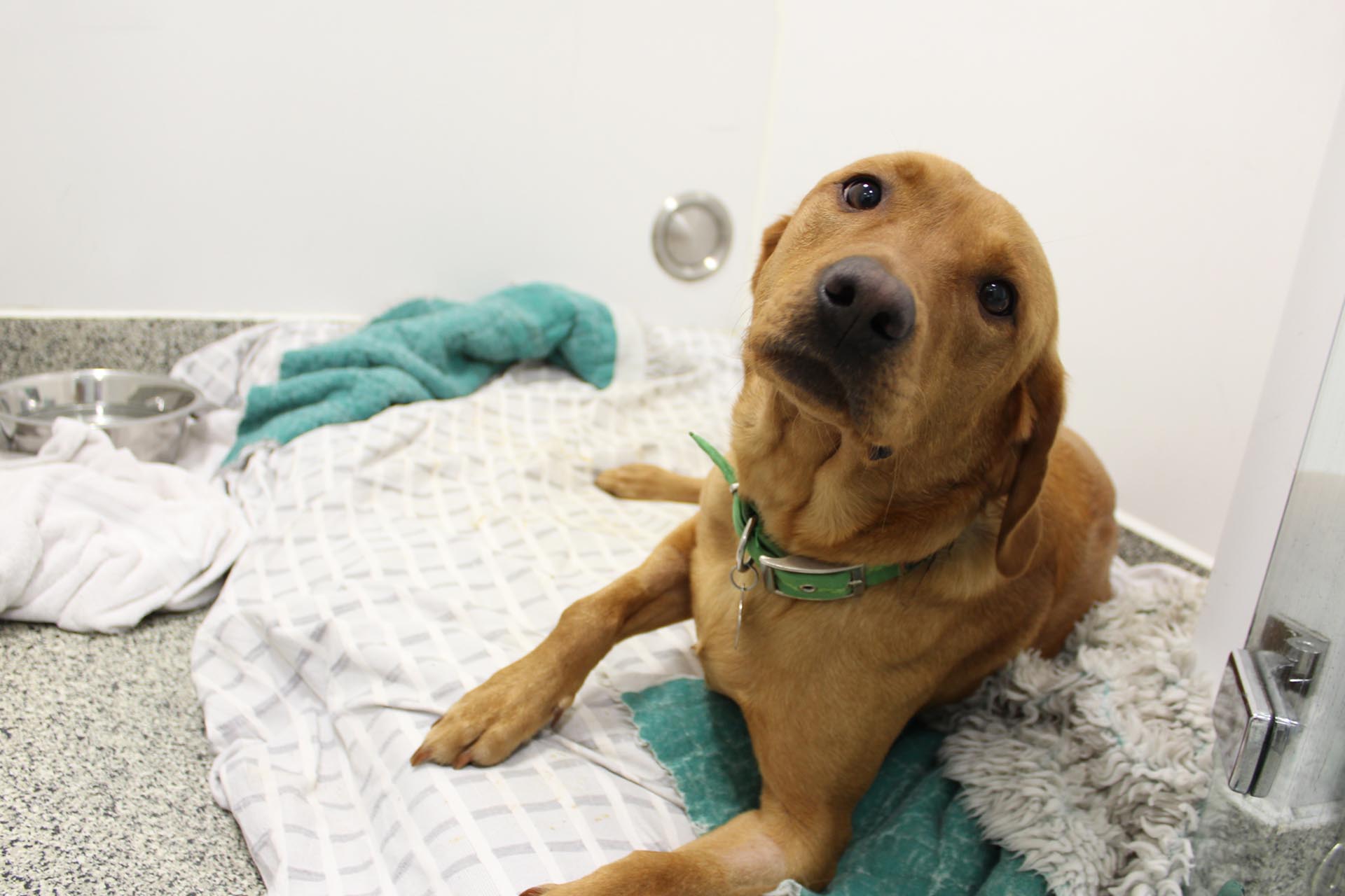 Fox red labrador lying in kennel at vets