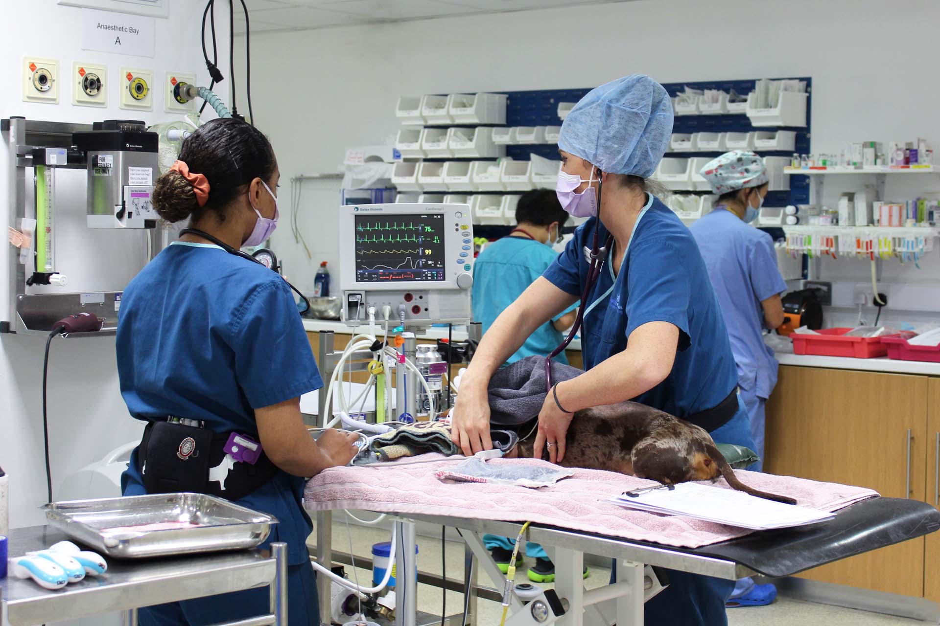 World-Class Veterinary Specialists for Small Animals - Fitzpatrick Referrals World-Class Veterinary Specialists for Small Animals - Fitzpatrick Referrals