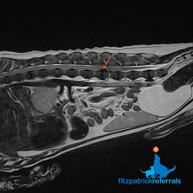 MRI scan of a dog with a disc extrusion at L3/L4 vertebrae