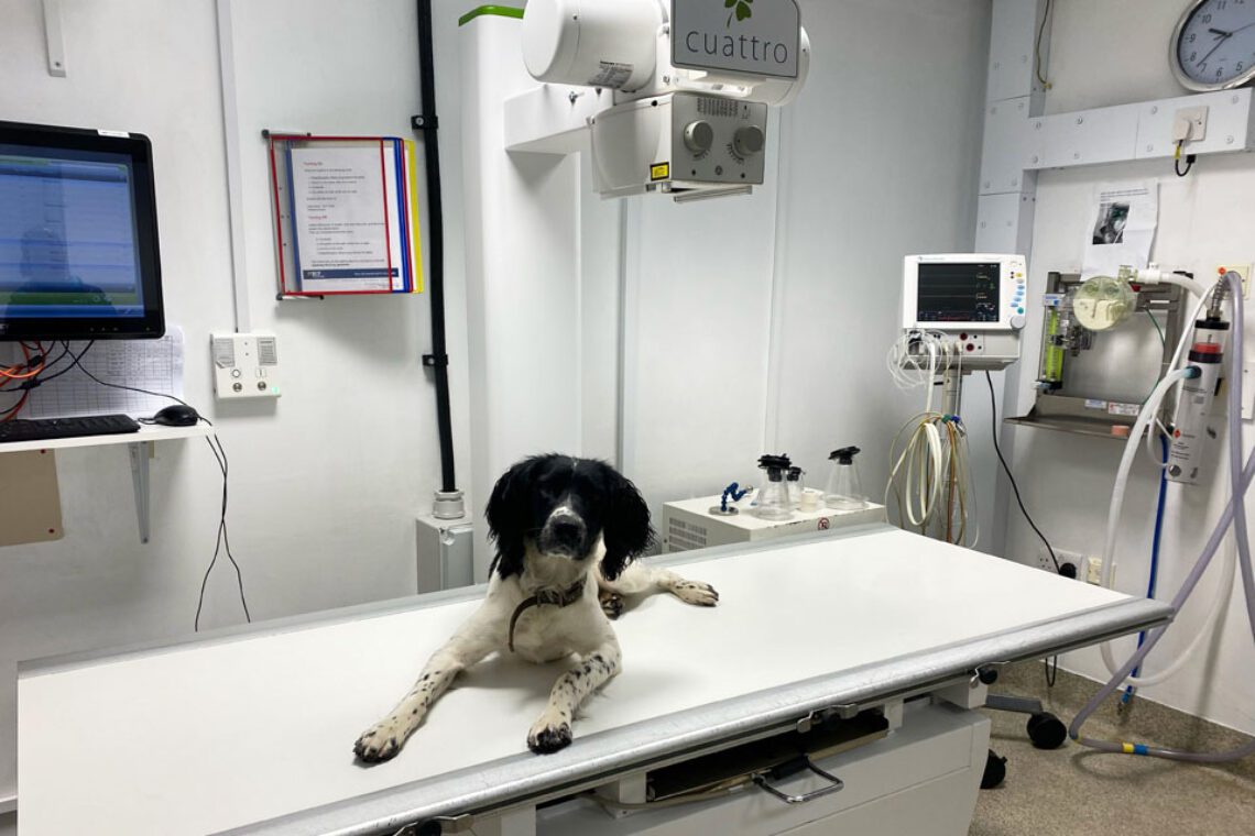 Springer Spaniel sitting on x-ray table