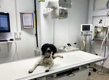 Springer Spaniel sitting on x-ray table