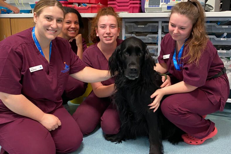 Four veterinary care assistants with flatcoated retriever