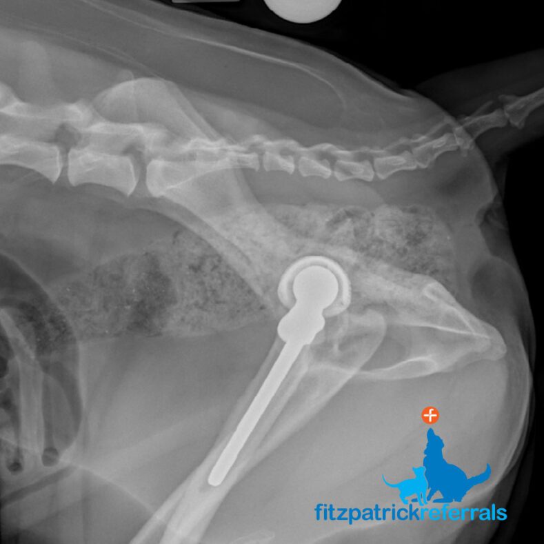 X-ray of total hip replacement in dog