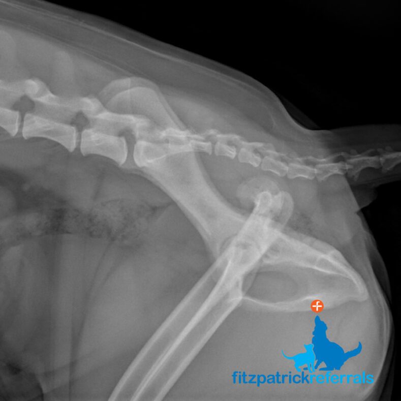 X-ray of total hip replacement in dog