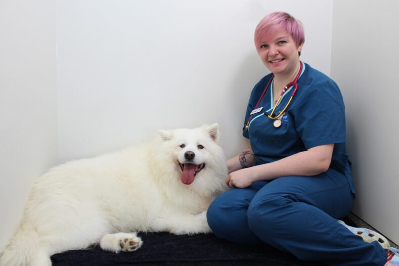 Vet nurse comforting samoyed dog in its hospital kennel