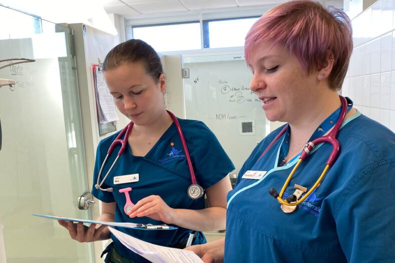 Registered Veterinary Nurses discussing patients in veterinary wards