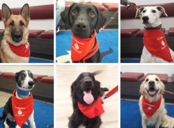 Dogs wearing red bandanas for donating blood