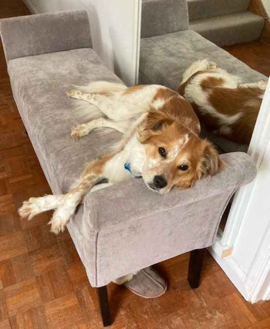 Dog reclining at home