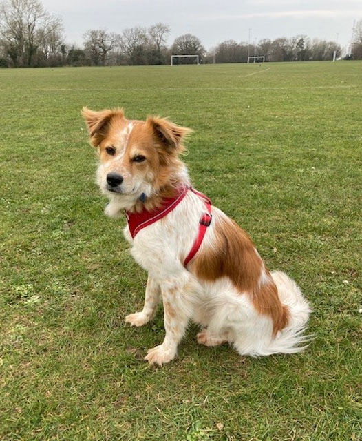 Dog sitting on the grass at the park