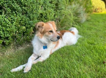 Dog laying on the grass with his front legs crossed