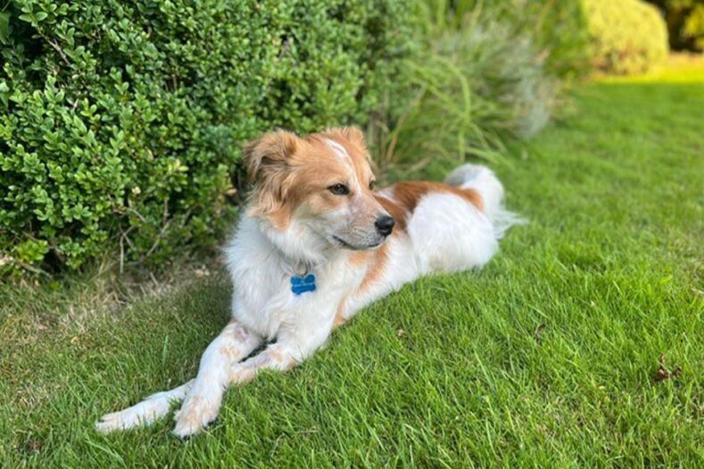 Dog laying on the grass with his front legs crossed