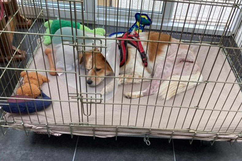 Dog resting in a crate wearing a cone following surgery on left hind leg