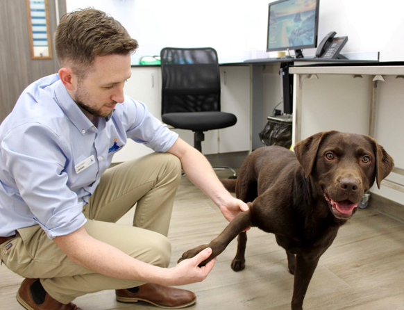 Veterinary specialists in small animal referrals