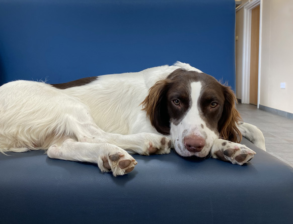 Veterinary specialists in small animal referrals