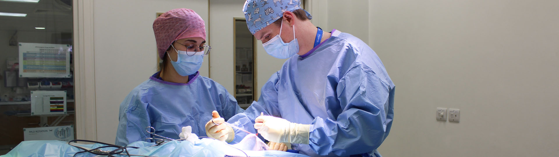 Vet on surgical internship programme assisting clinician in surgery