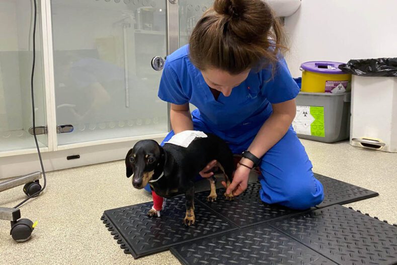 Dachshund having physiotherapy following surgery for IVDD
