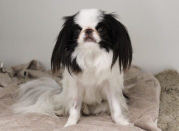 Japanese Chin toy dog sitting on a towel in his kennel