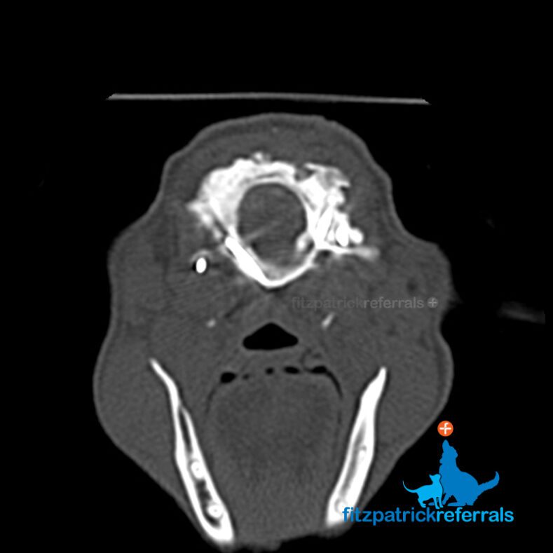 Postoperative CT scan of a dog following spinal stabilisation surgery