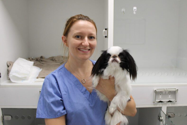 Female veterinary neurologist holding a Japanese Chin toy breed dog in kennels