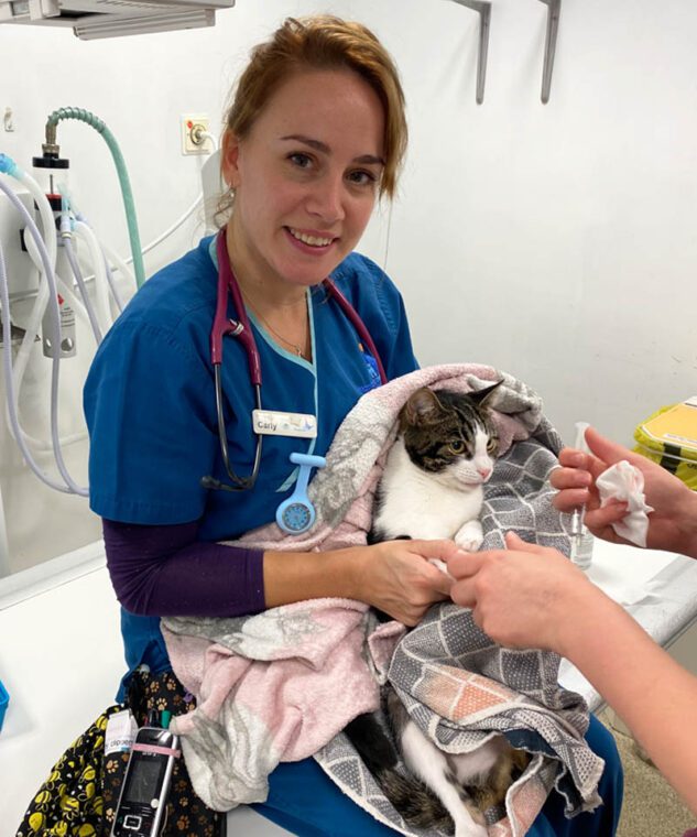 Veterinary nurse holding a cat wrapped in a towel