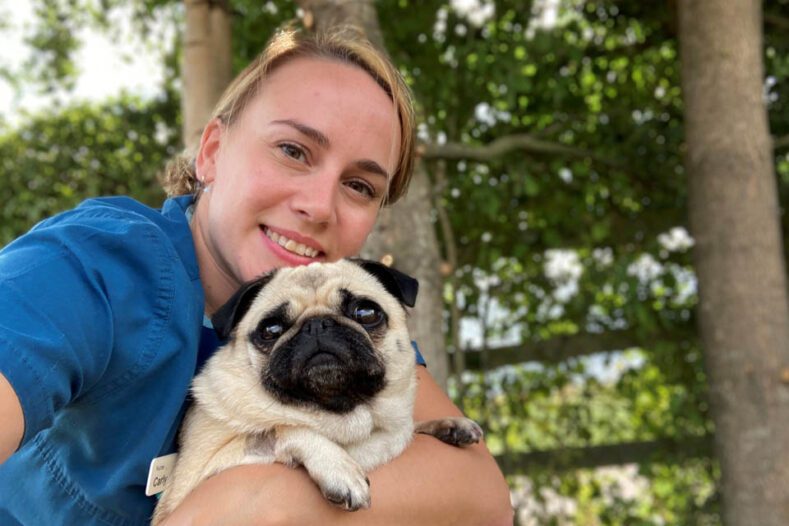 Veterinary nurse cudding a pug patient