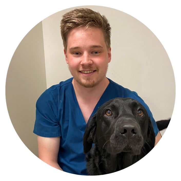 Veterinary nurse comforting a black labrador