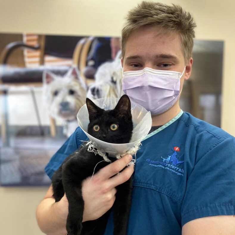 Veterinary nurse holding a black cat wearing a cone