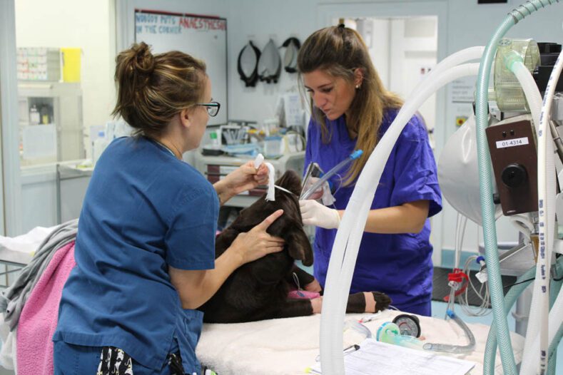 Veterinary nurse and vet intubating a dog for general anaesthesia